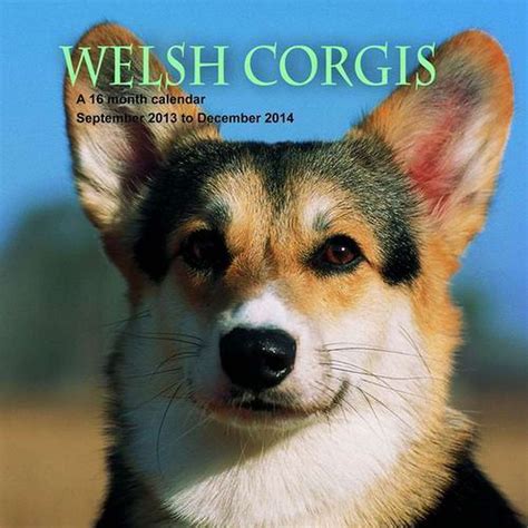 Welsh Corgis 2014 Wall Calendar Magnum Calendars 9781617913693