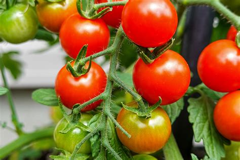 How To Get Rid Of Whiteflies On Tomato Plants Tropical House And Garden