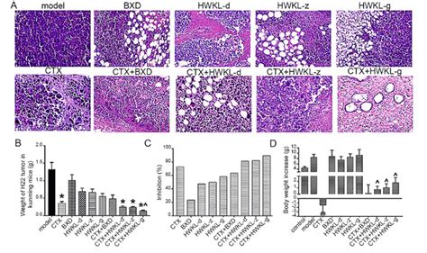 Pathological Features Of Transplanted Tumors In Mice Bearing H22