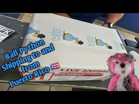 Ball Python Shipping And Receiving With Ease From Puerto Rico Youtube