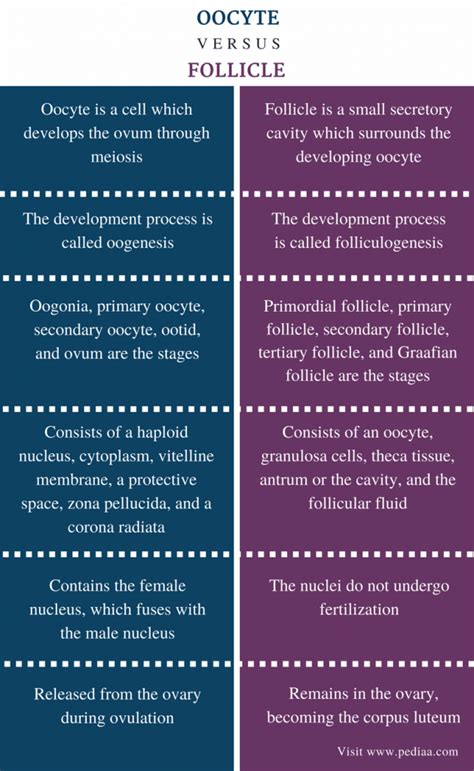 Difference Between Oocyte And Follicle Definition Development