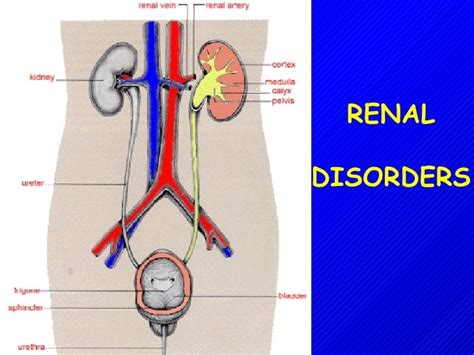 Renal Diseaseppt