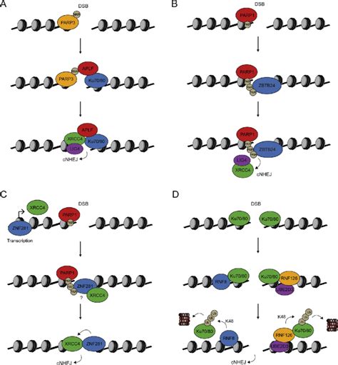 Model For The Roles Of Znf Proteins Aplf Zbtb Znf Rnf And