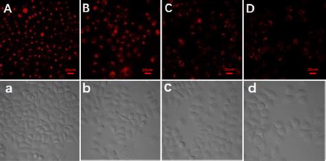 Fluorescence Imaging Of Cuins Zns Gsh Qds Stained Hela Cells Treated