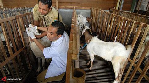 Jelang Idul Adha Harga Daging Kambing Naik Rp 10 Ribu Per Kg Bisnis