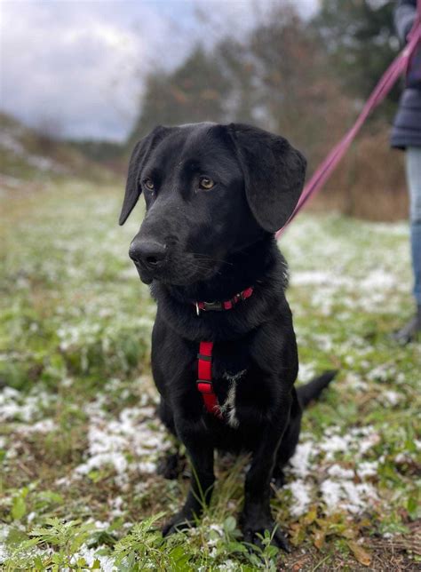 Kochana suczka w typie labradora szuka domu ma ok 1 roku Poznań