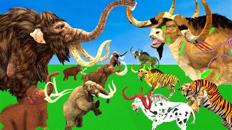 Zombie Bulls Vs Cow Buffalo Vs Giant Tiger Saved By Woolly