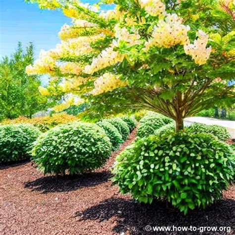 Top Dogwood Trees For North Carolina Gardens: Expert Recommendations