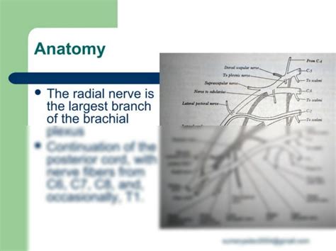 SOLUTION: Radial nerve palsy with management - Studypool