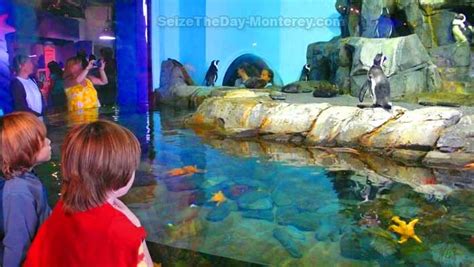 Monterey Bay Aquarium Discount Tickets, Aquarium Coupons AAA