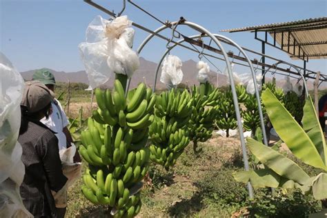 Bananeros de la región Piura participarán en misión comercial de Europa