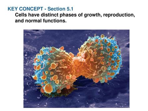 Chapter 5 Cell Growth And Division Ppt Download