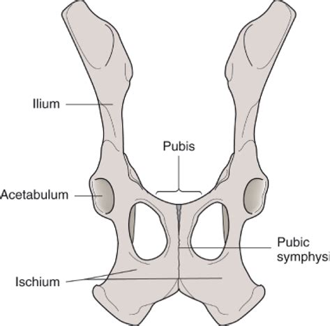 Bones Medical Term Flashcards Quizlet