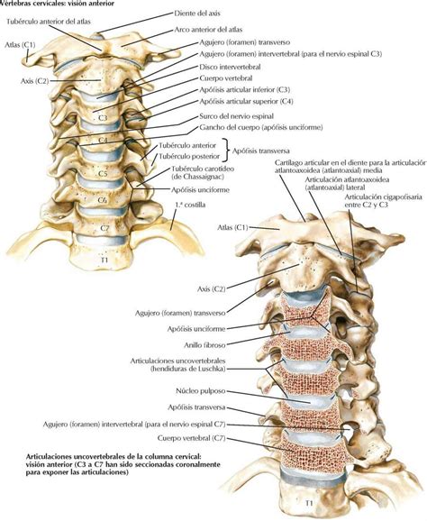 Huesos Y Ligamentos De La Cabeza Y Cuello Enfermer A