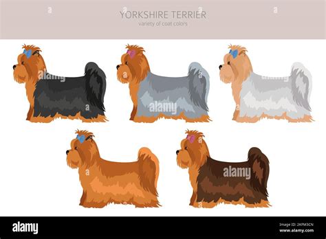 Yorkshire Terrier Clipart Different Poses Coat Colors Set Vector