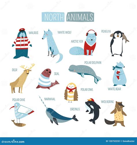 North or South Polar Animals Vector Cartoon Design Stock Vector ...