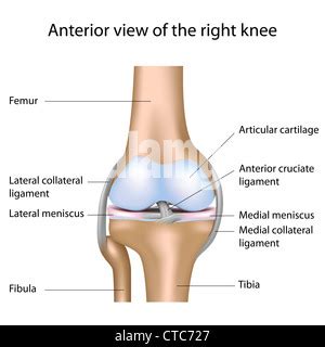 Illustration Of The Knee Joint This Medial View Labelled Illustration