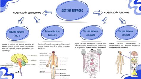 Sistema Nervioso Liz Leilani Perales Cortes Udocz