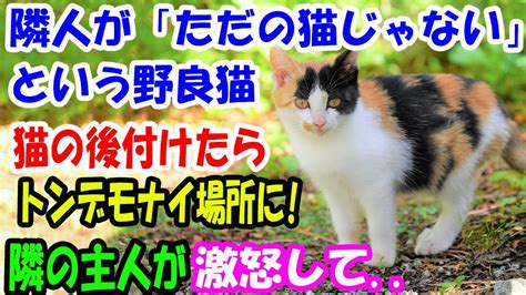 庭にやって来る野良猫に話しかけているお隣さん。「ただの猫じゃない」という隣人の話を聞いて、こっそり猫の後をつけるとトンデモナイ場所に 隣の