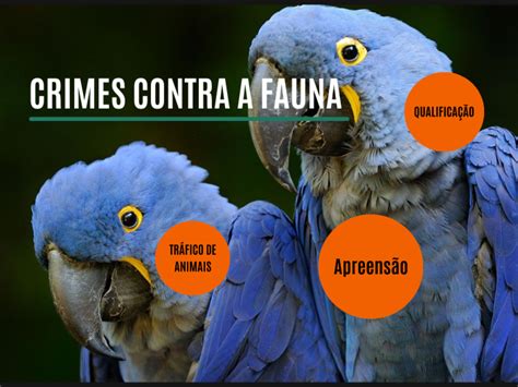 Crimes Contra A Fauna By On Prezi