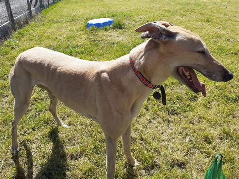 Why taking greyhound to chicago illinois is a surprising deal 8