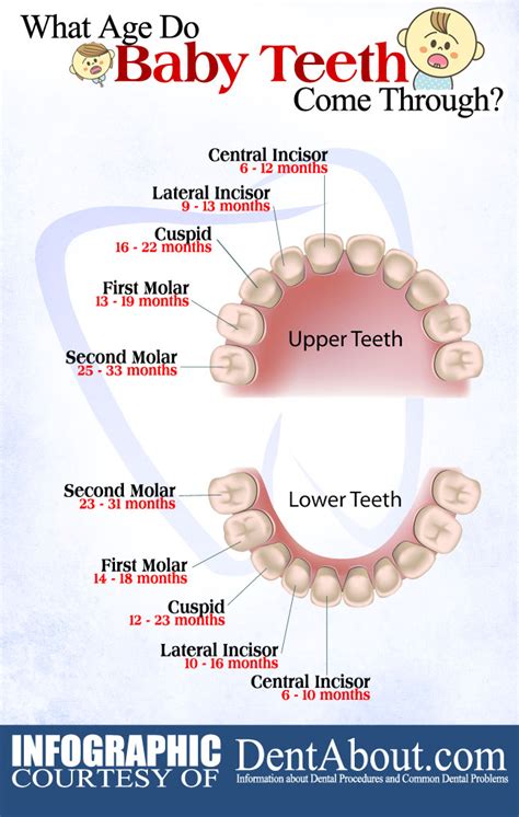 Altadental Toddlers | Altadental