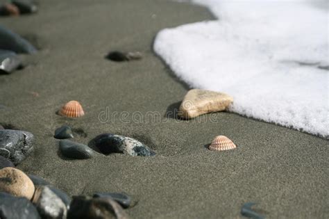 Duas Conchas Do Mar Seixos E Uma Onda Em Uma Praia Imagem De Stock