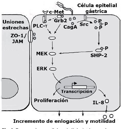 Figure From Principales Factores De Patogenia En La Infecci N Por