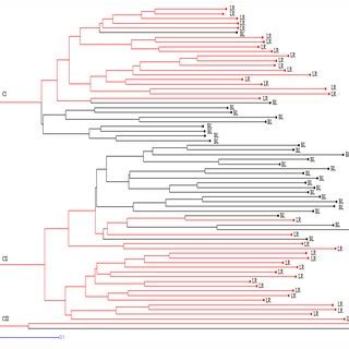 Hierarchical Dendrogram Created With A Neighbor Joining Clustering