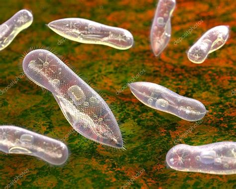 The simplest organisms. Ciliates. — Stock Photo © wir0man #120135652