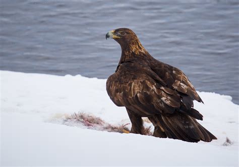 10 animals you can find at Yellowstone National Park