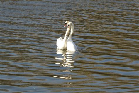 Courting Swans Philip Halling Geograph Britain And Ireland