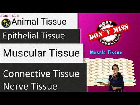 Tissues Part Crash Course Anatomy Physiology Off