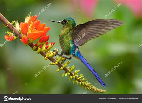 Sylph Cola Violeta Aglaiocercus Coelestis Colibrí Cola Larga