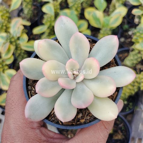 Echeveria Plants For Sale From Kaktus Id Source Quality Cactus And