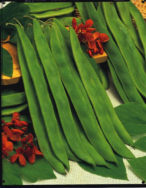 Runner Bean Butler Kings Seeds Direct