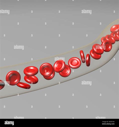 This image may not be used in educational posters Red blood cells in a ...