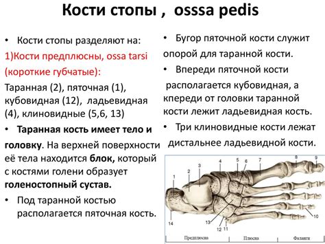 Морфофункциональная характеристика скелета и аппарата движения нижних ...