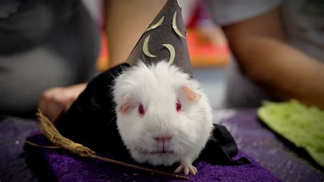 From The Pedigree To The Novelty Why These Guinea Pig Lovers Put