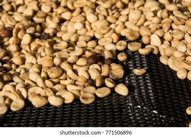 Drying Coffee Beans Coffee Beans Drying Stock Photo 771506896 ...