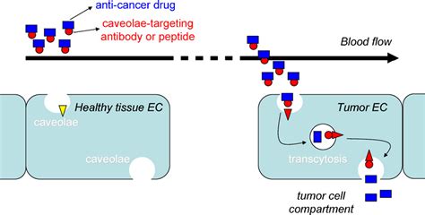 Figure 4 From Targeting Tumor Stroma And Exploiting Mature Tumor