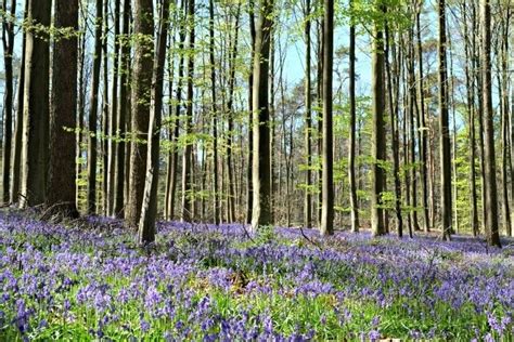 Visiting the Hallerbos, the Blue Forest (Belgium)