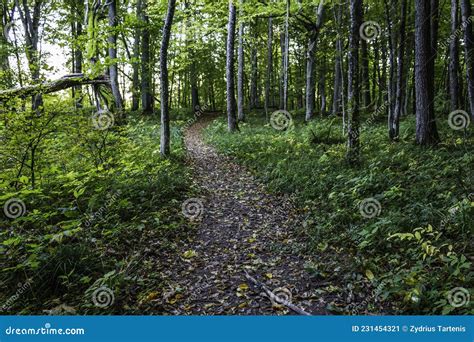 A Worn Path Or Hiking Trail Through A Forest Stock Image Image Of