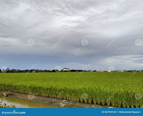 Green Paddy Field At Sekinchan Selangor Stock Photo Image Of Soil