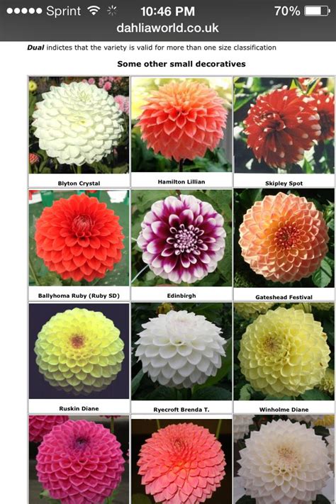 Dahlia Identification Chart