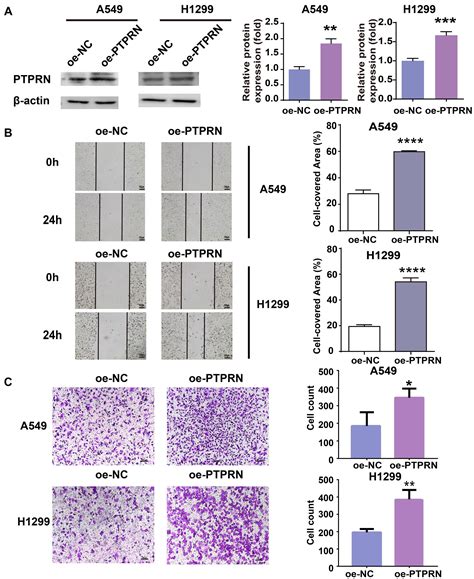 Frontiers Overexpression Of Ptprn Promotes Metastasis Of Lung