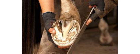 Guía para el Mantenimiento Óptimo de los Cascos de tu Caballo