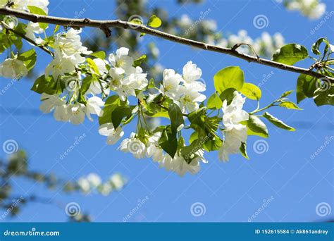 Una Rama De Un Manzano Floreciente Con Las Flores Blancas Foto De