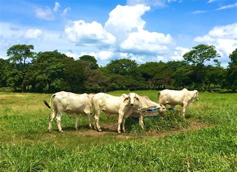 Can Cattle Ranching Contribute to Ecosystem Conservation? | Earth.Org