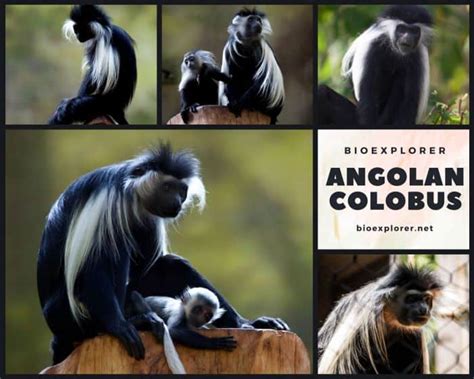 Angolan Colobus Characteristics | Colobus angolensis Facts